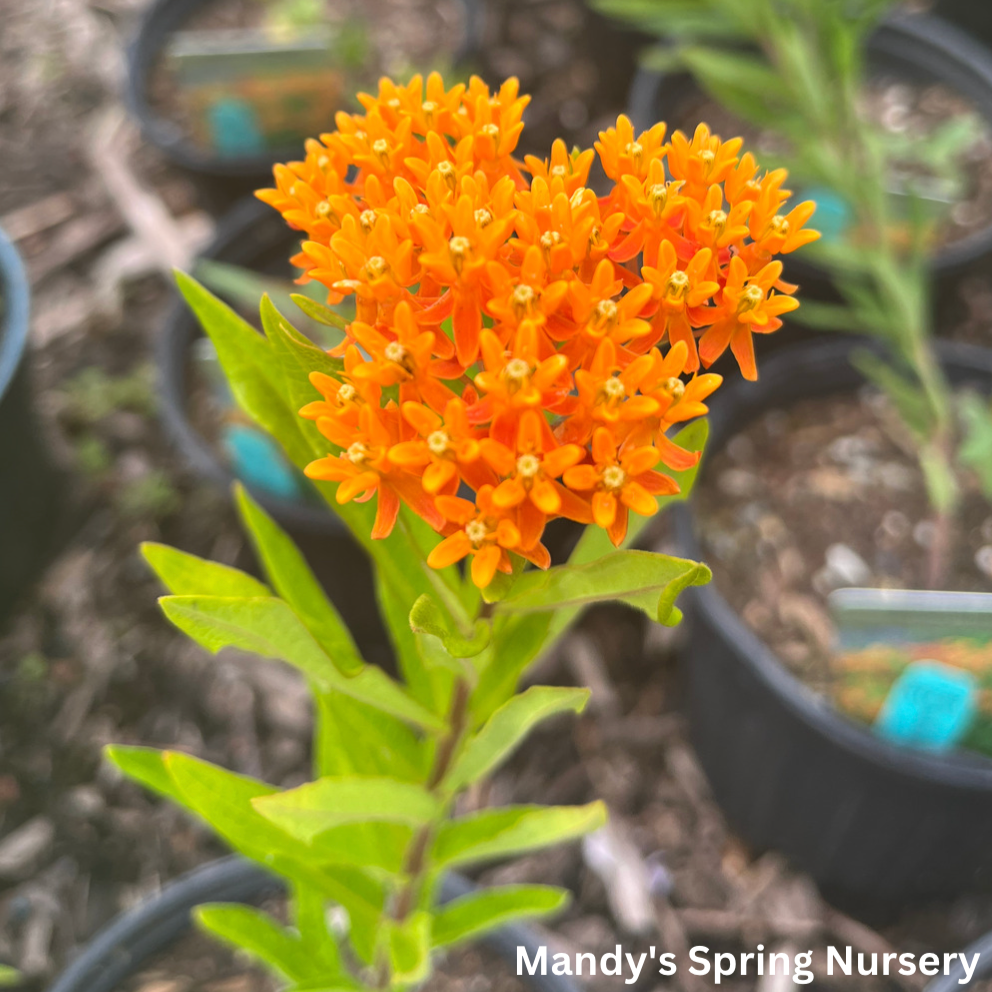 Butterfly Weed | Asclepias tuberosa