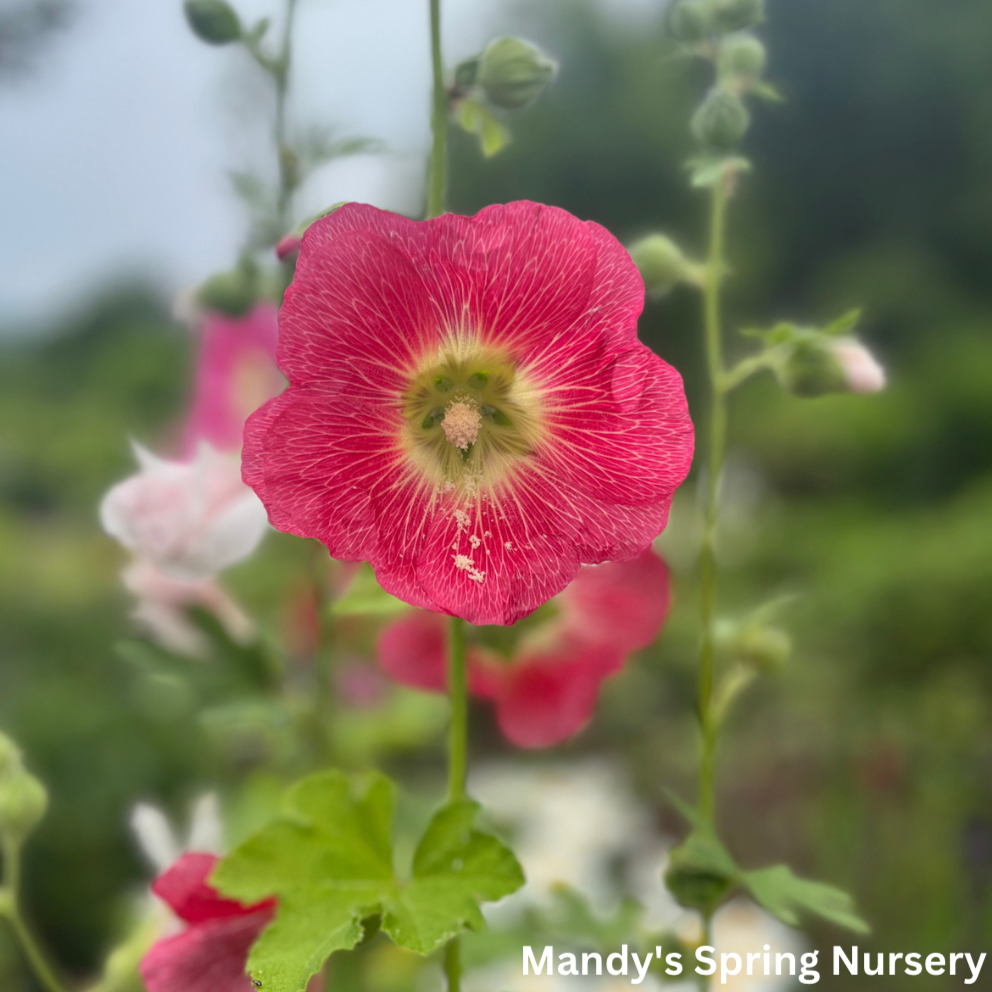 Indian Spring Hollyhock Mix | Alcea rosea