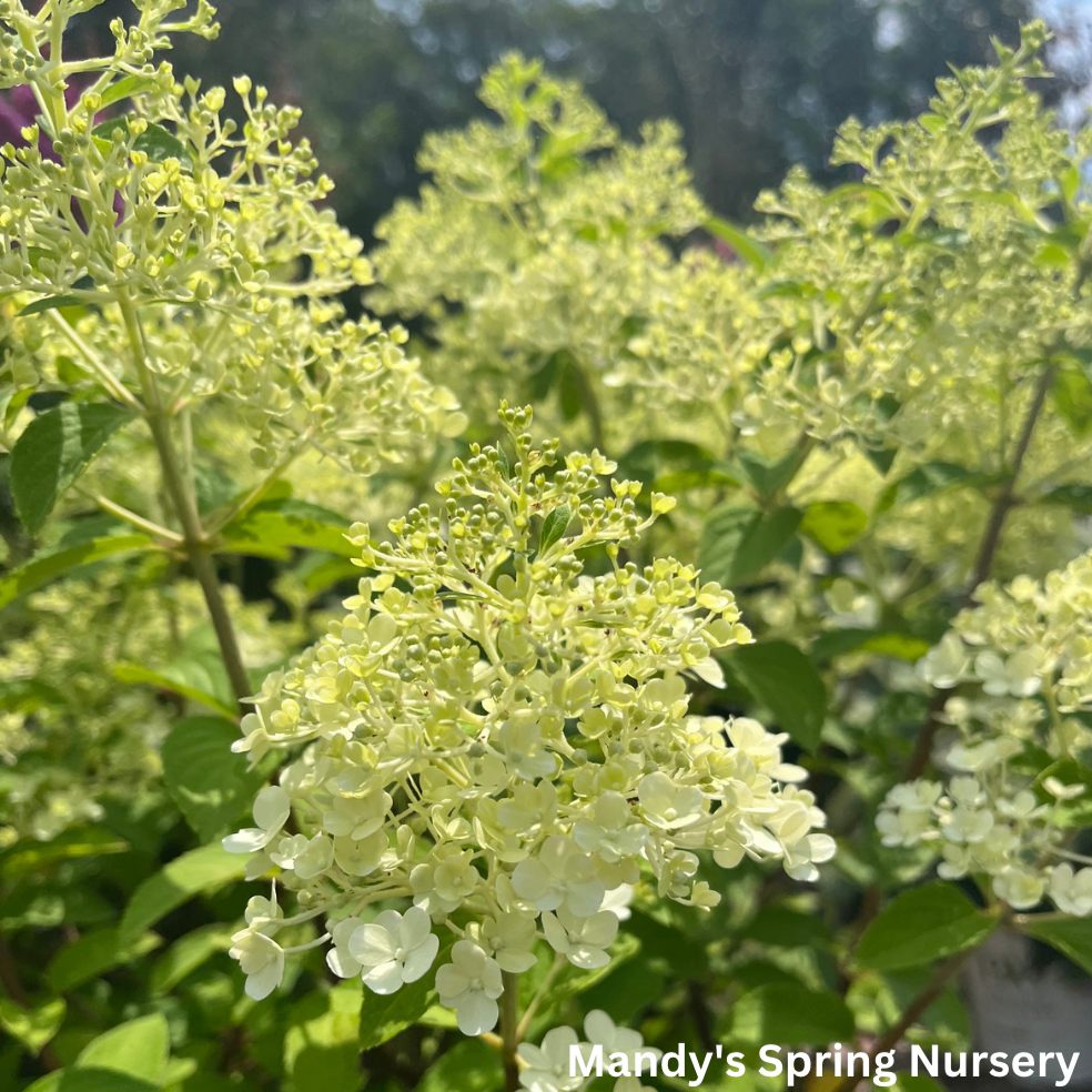 Bobo Hydrangea | Hydrangea paniculata