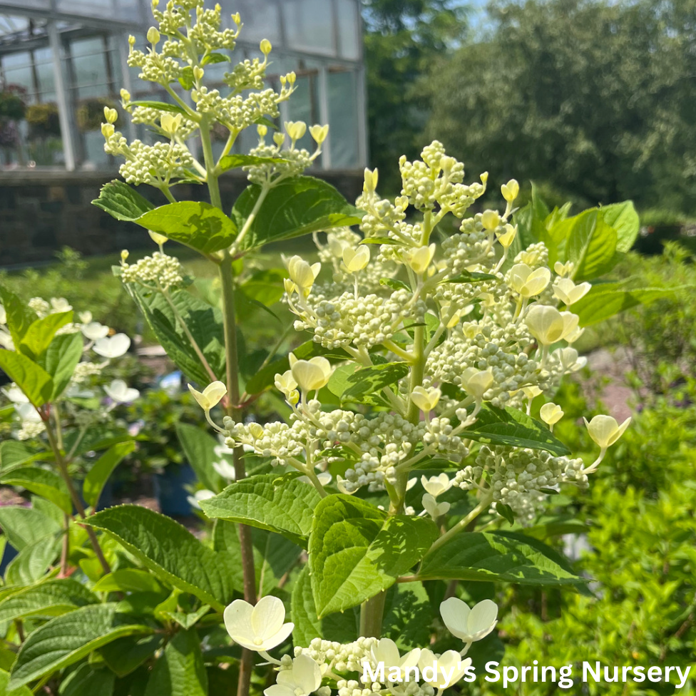 Quick Fire® Hydrangea (Proven Winenrs | Hydrangea paniculata