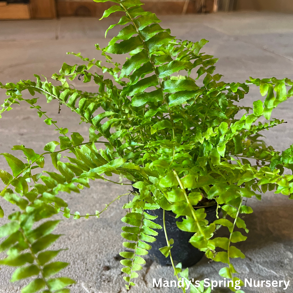 Boston Fern |  Nephrolepis exaltata