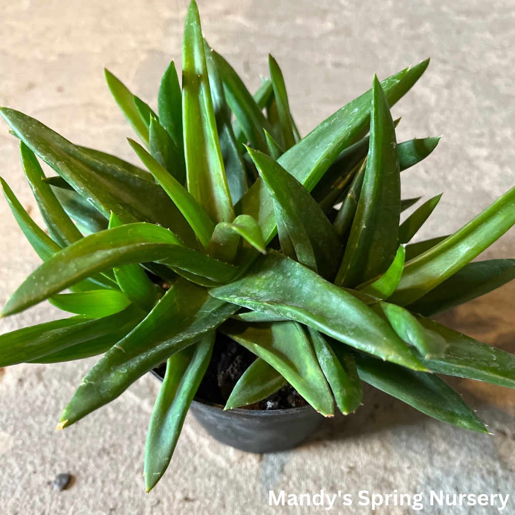 Aloe Vera Plant