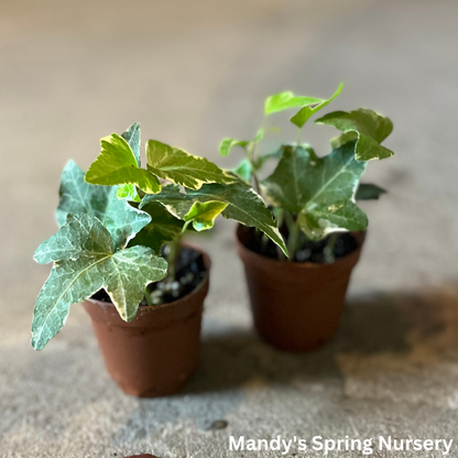 Variegated English Ivy | Hedera helix 'Variegata'