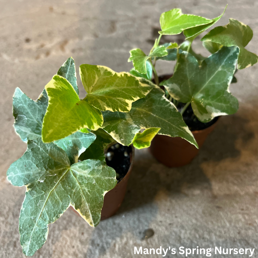 Indoor Variegated Ivy - 'Variegata' Hedera helix