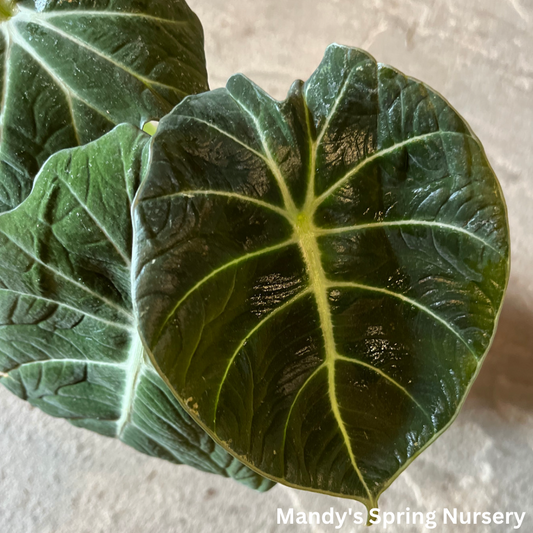 Alocasia 'Black Velvet' - Alocasia reginula