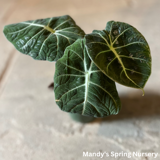 Alocasia 'Black Velvet' - Alocasia reginula