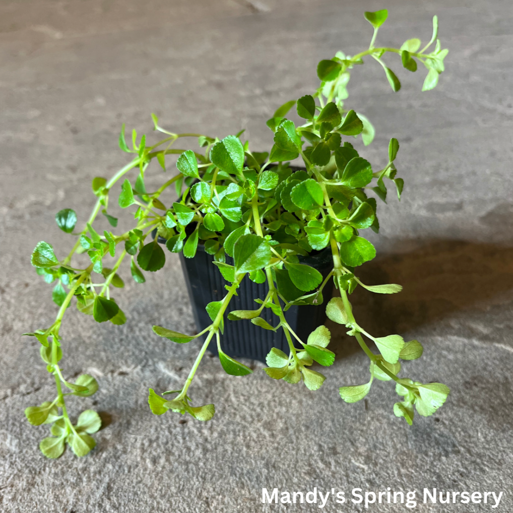 'Baby Tears' - Soleirolia soleirolii