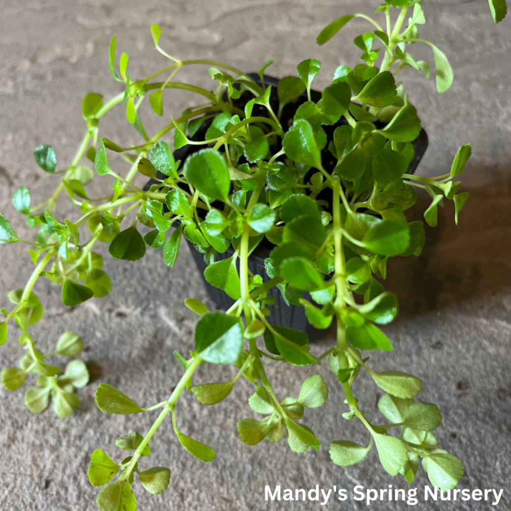 'Baby Tears' - Soleirolia soleirolii