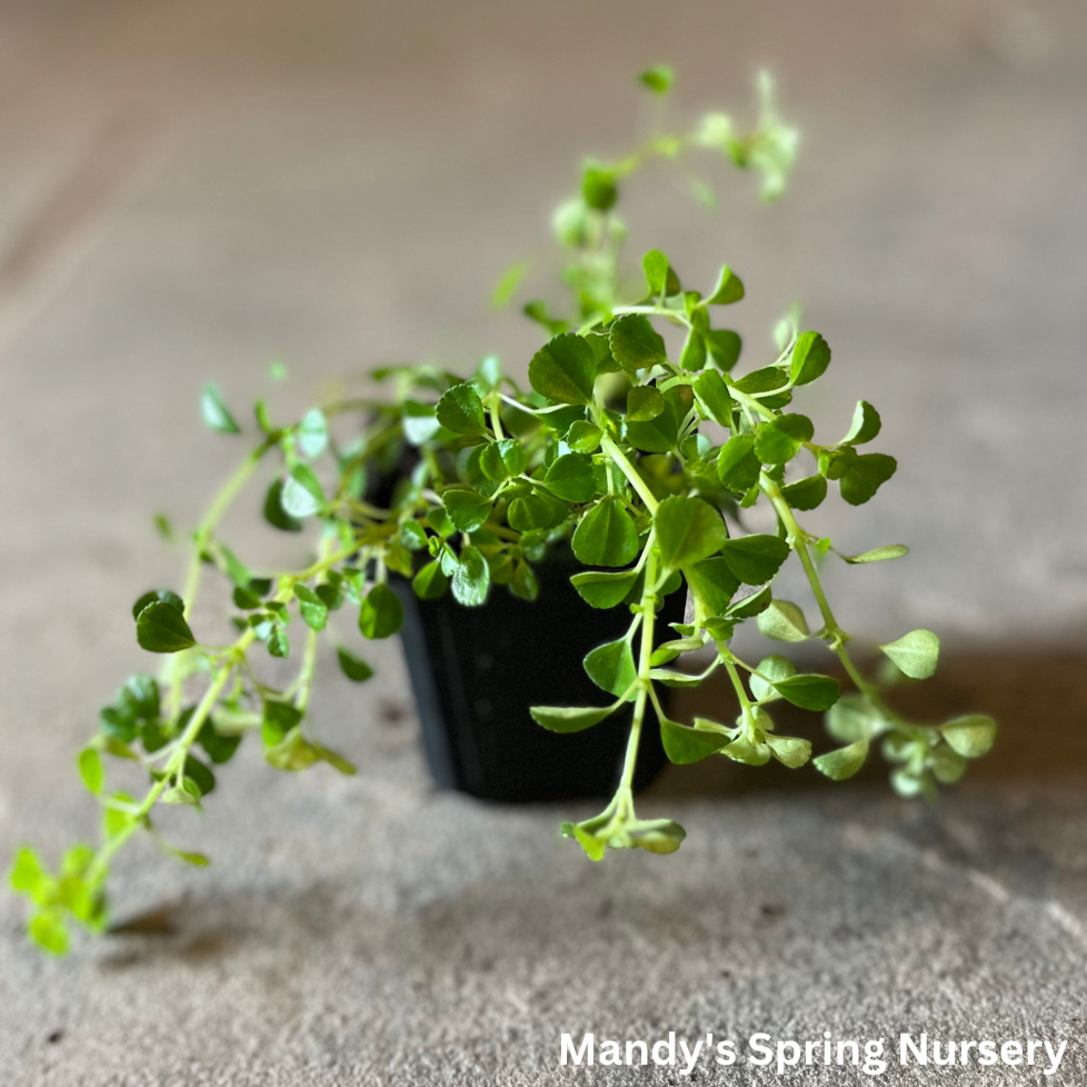 'Baby Tears' - Soleirolia soleirolii