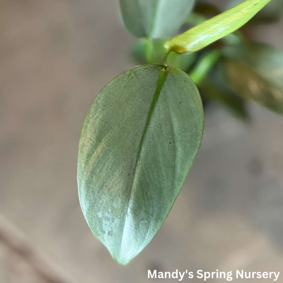 Philodendron 'Silver Sword' - Philodendron hastatum