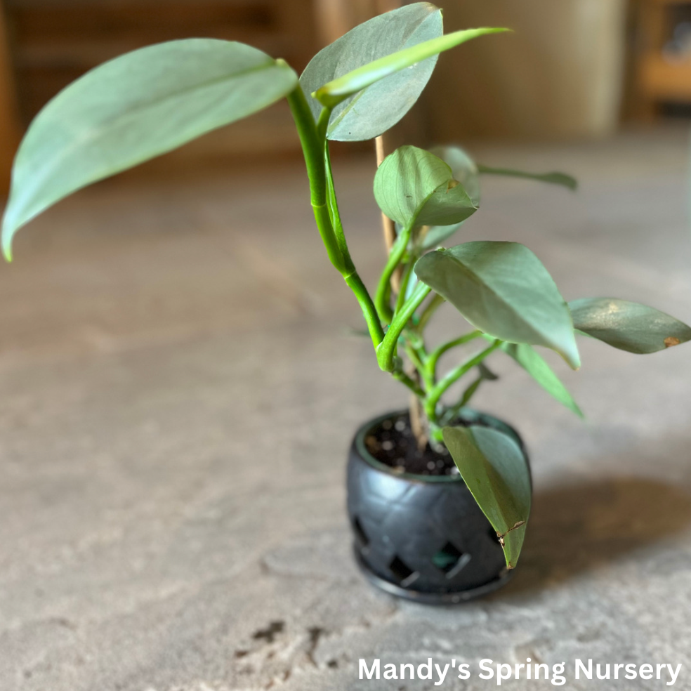 Philodendron 'Silver Sword' - Philodendron hastatum