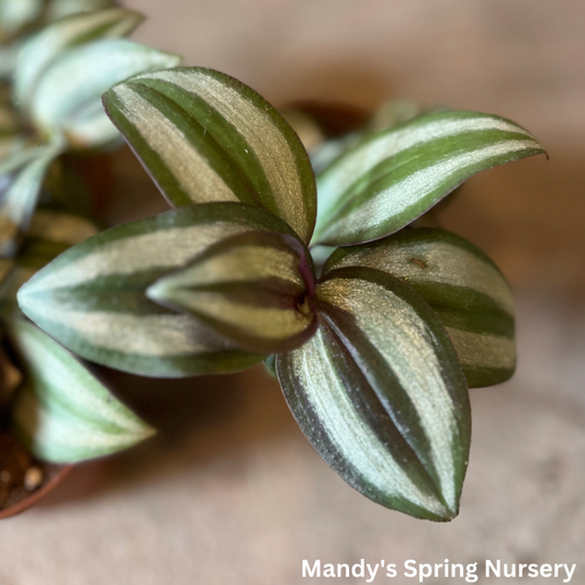 'Purple Wandering' | Tradescantia