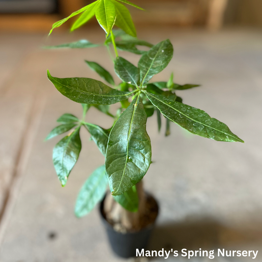 'Money Tree' - Pachira aquatica