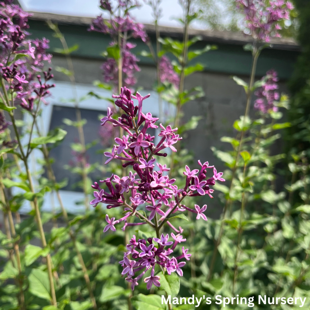 Bloomerang Dark Purple Lilac Tree | Syringa