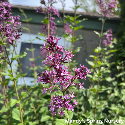 Bloomerang Dark Purple Reblooming Lilac | Syringa