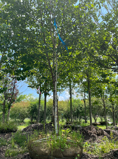 Paper Birch | Betula papyrifera 'Paper Birch'
