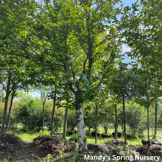 European Hornbeam | Carpinus betulus