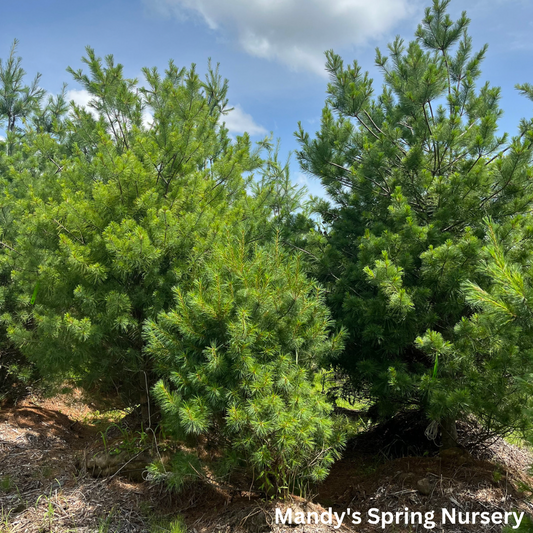 Eastern White Pine | Pinus strobus