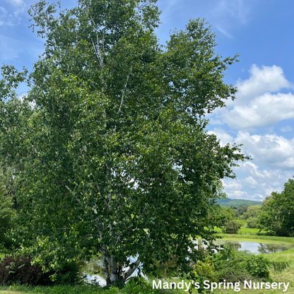 Paper Birch | Betula papyrifera 'Paper Birch'