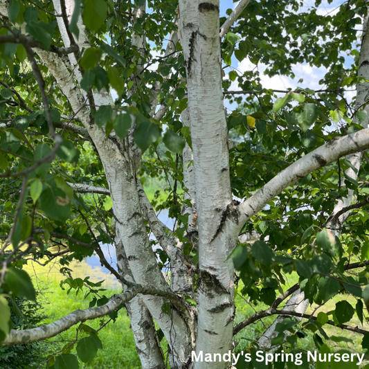 Paper Birch | Betula papyrifera 'Paper Birch'