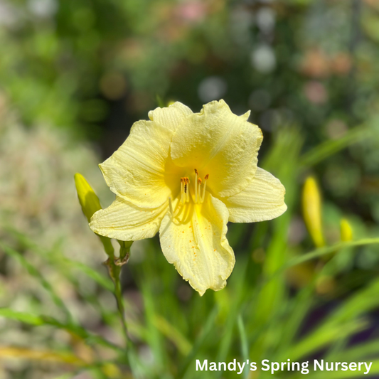 Fragrant Returns Reblooming Daylily | Hemerocallis