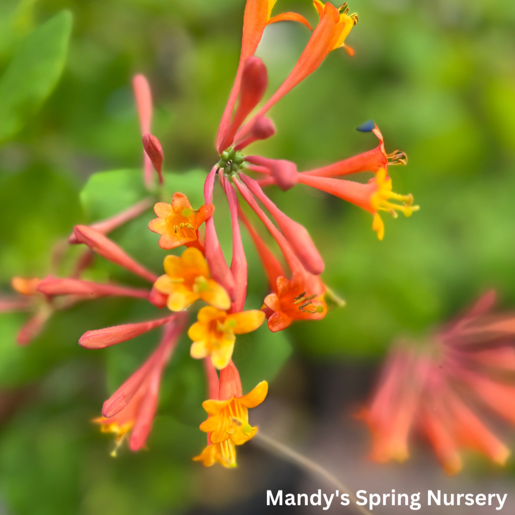 Dropmore Scarlet Honeysuckle | Lonicera x brownii 'Dropmore Scarlet'