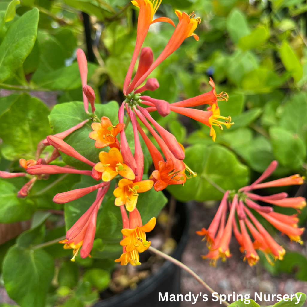 Dropmore Scarlet Honeysuckle | Lonicera x brownii 'Dropmore Scarlet'