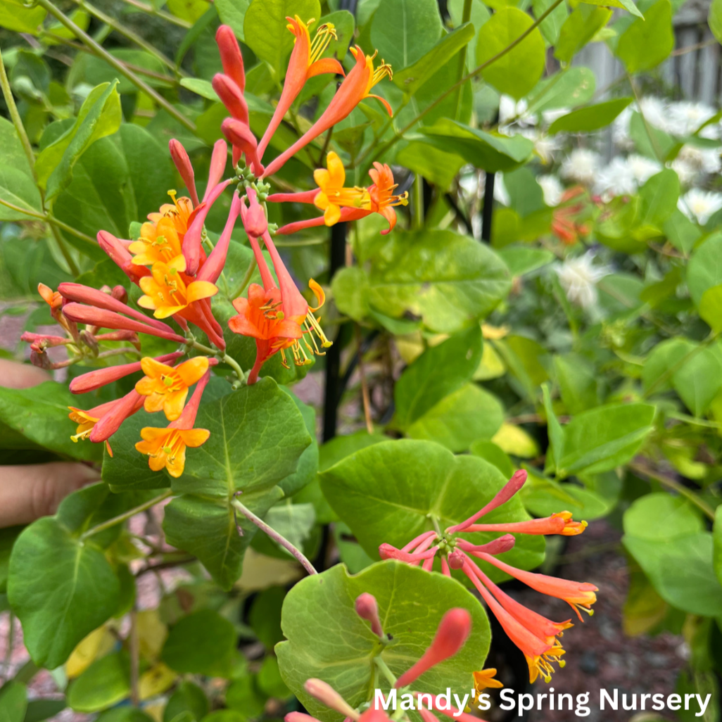 Dropmore Scarlet Honeysuckle | Lonicera x brownii 'Dropmore Scarlet'