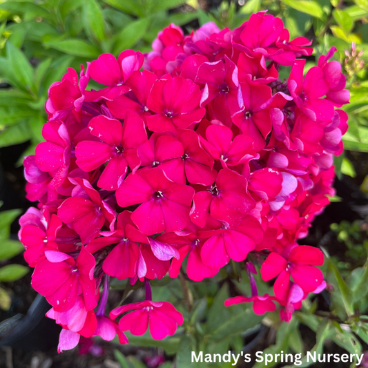 Starfire Garden Phlox | Phlox paniculata