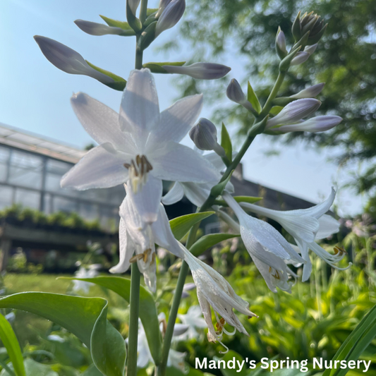 Blue Mountains Hosta | Hosta 'Blue Mountains'