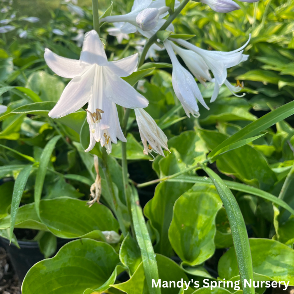 Blue Mountains Hosta | Hosta 'Blue Mountains'