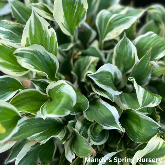 Diamonds Are Forever Hosta | Hosta 'Diamonds Are Forever'