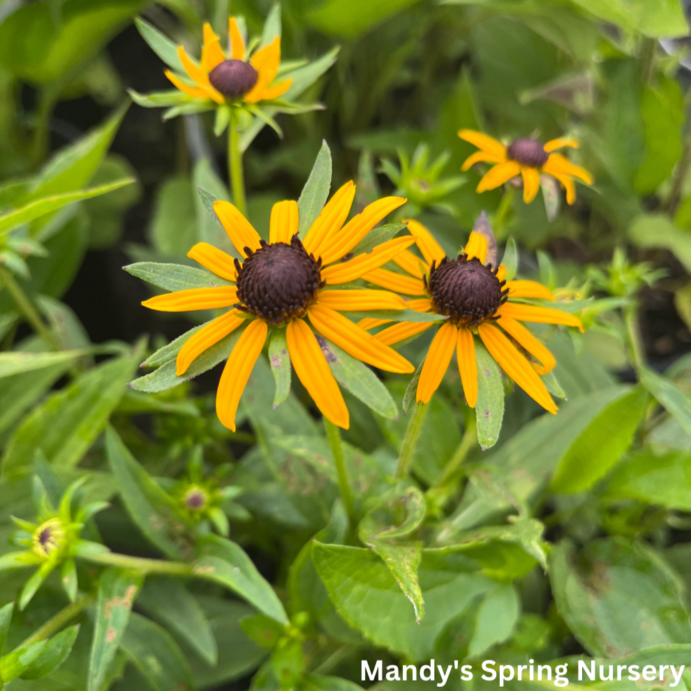 Little Goldstar Black-Eyed Susan | Rudbeckia fulgida