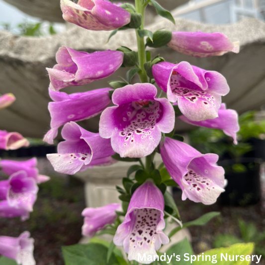 Dalmation Rose Foxglove | Digitalis purpurea