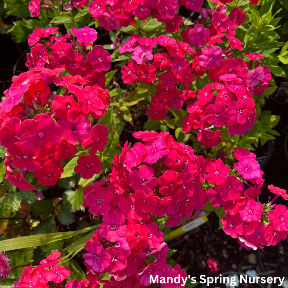 Flame Pro Cerise Garden Phlox | Phlox paniculata