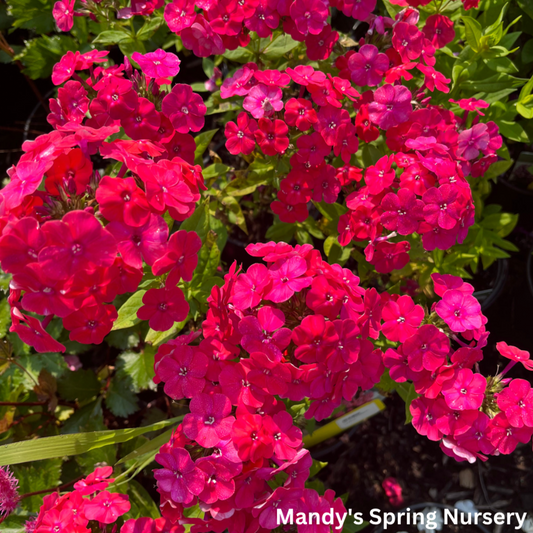 Flame Pro Cerise Garden Phlox | Phlox paniculata