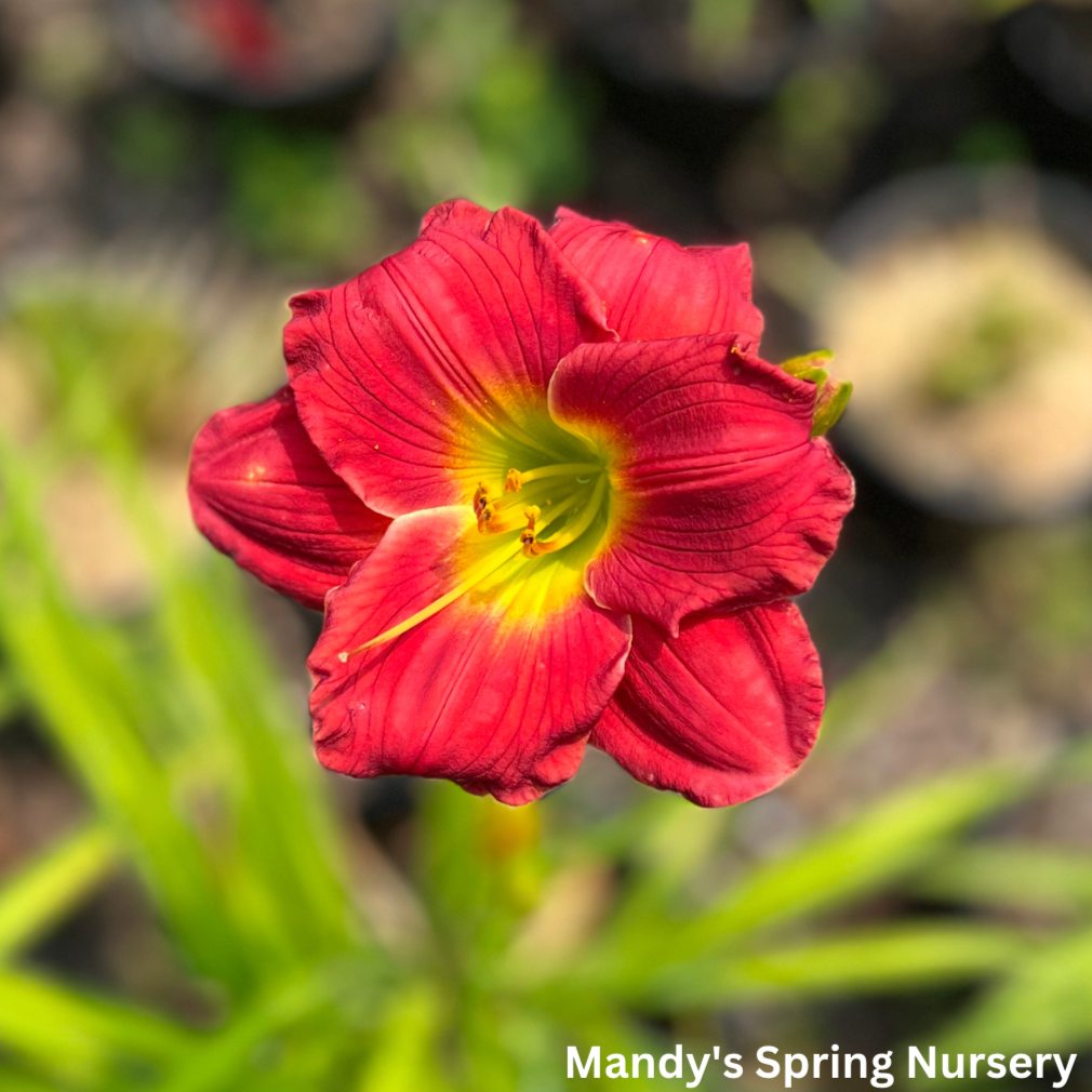 Red Hot Returns Daylily | Hemerocallis 'Red Hot Returns'