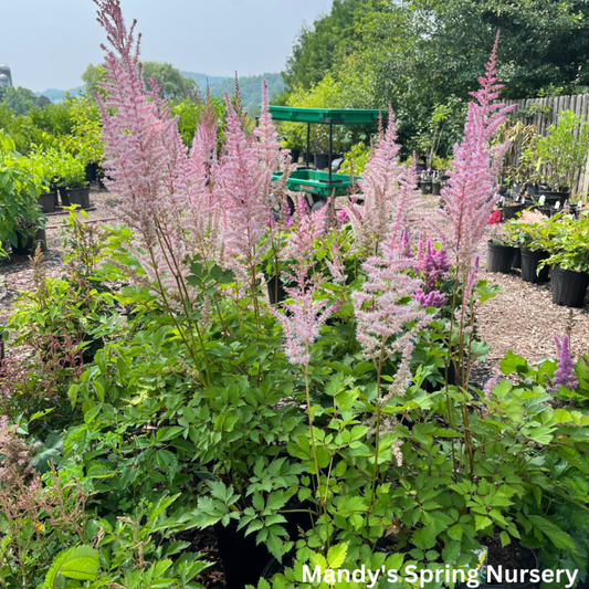 Mighty Pip Astilbe | Astilbe chinensis