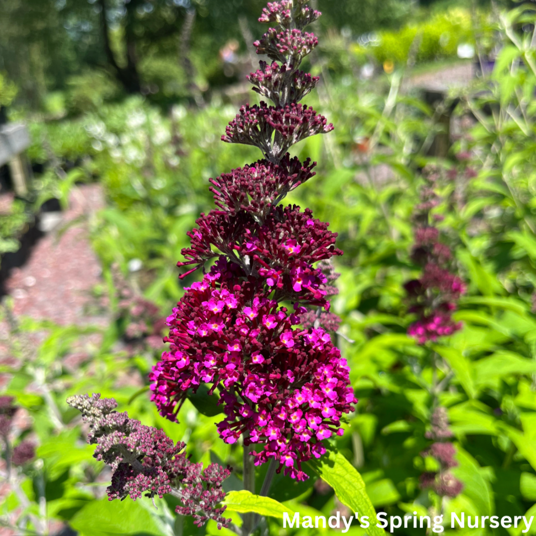 Funky Fuchsia Butterfly Bush | Buddleia davidii