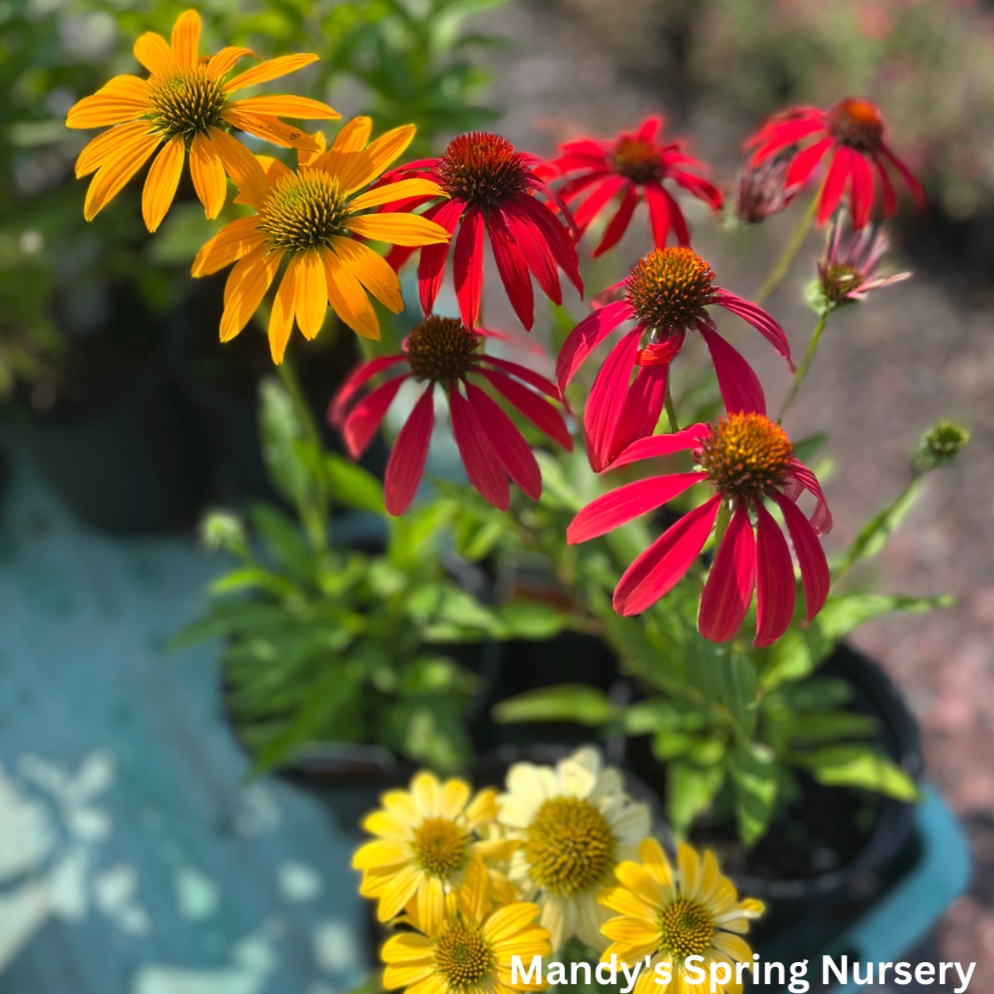 'Cheyenne Spirit' Coneflower | Echinacea 'Cheyenne Spirit'