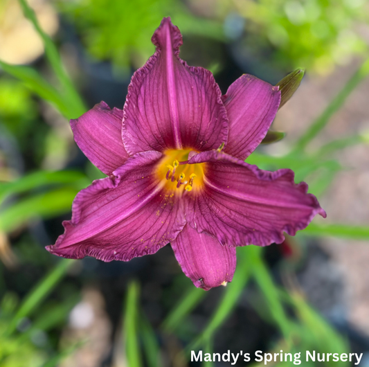 Purple de Oro Daylily | Hemerocallis