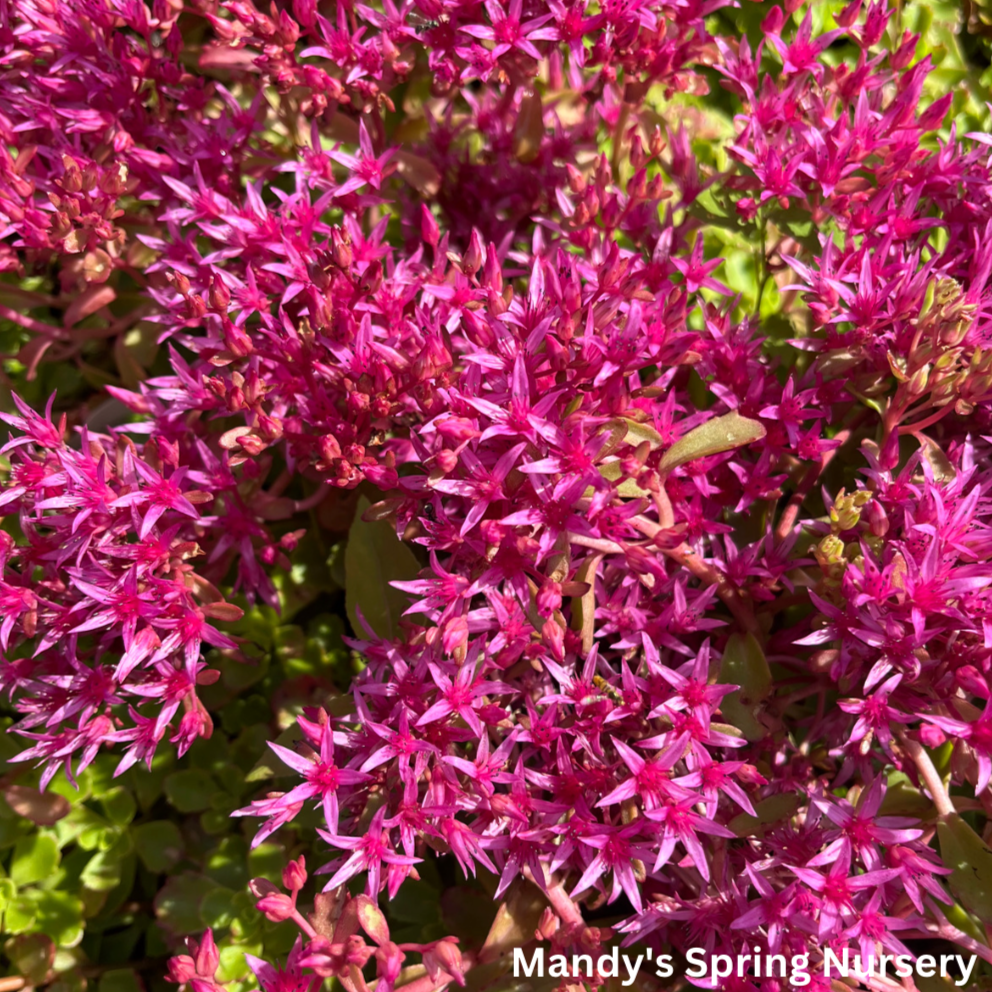 Dragon's Blood Stonecrop | Sedum