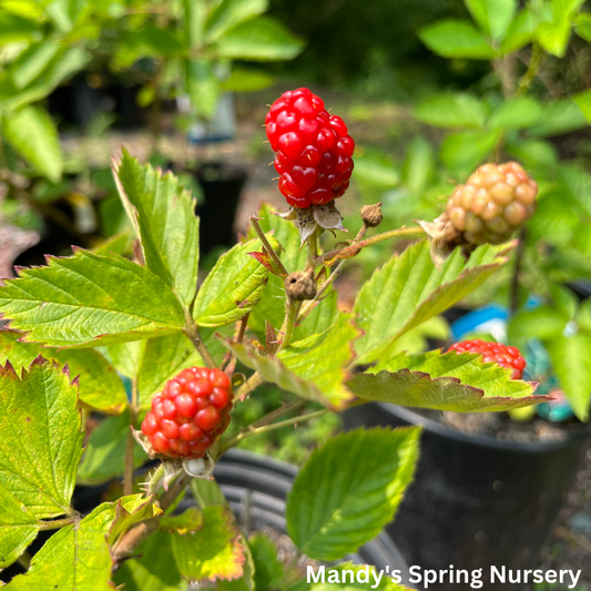 Darrow Blackberry | Rubus