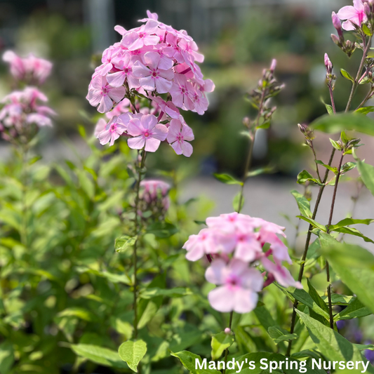 Thai Pink Jade Garden Phlox | Phlox Paniculata