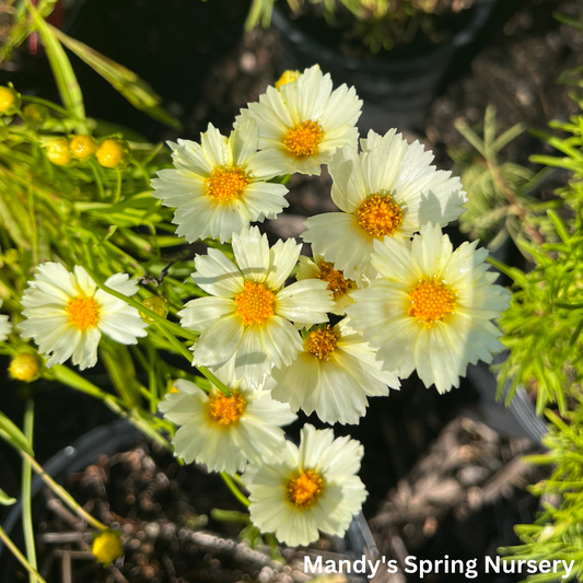 Polaris Tickseed | Coreopsis