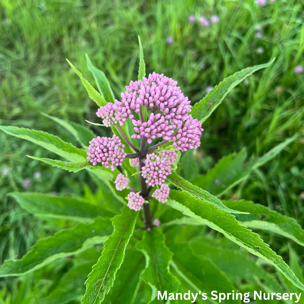 'Baby Joe' Pye Weed | Eupatorium dubium