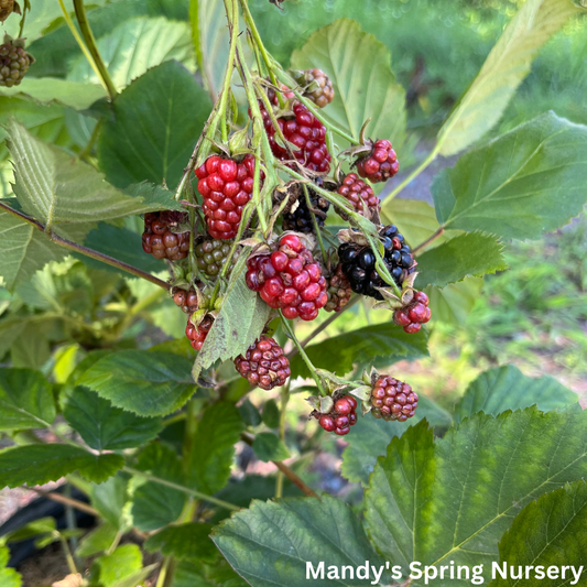 Black Satin Blackberry | Rubus 'Black Satin'