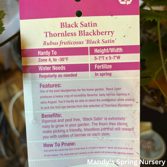 Black Satin Blackberry | Rubus 'Black Satin'