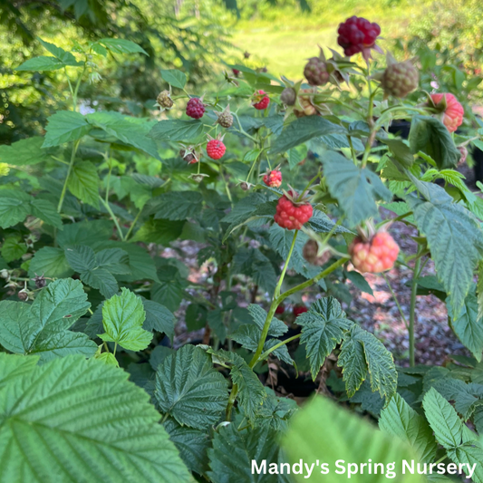 Latham Raspberry | Rubus