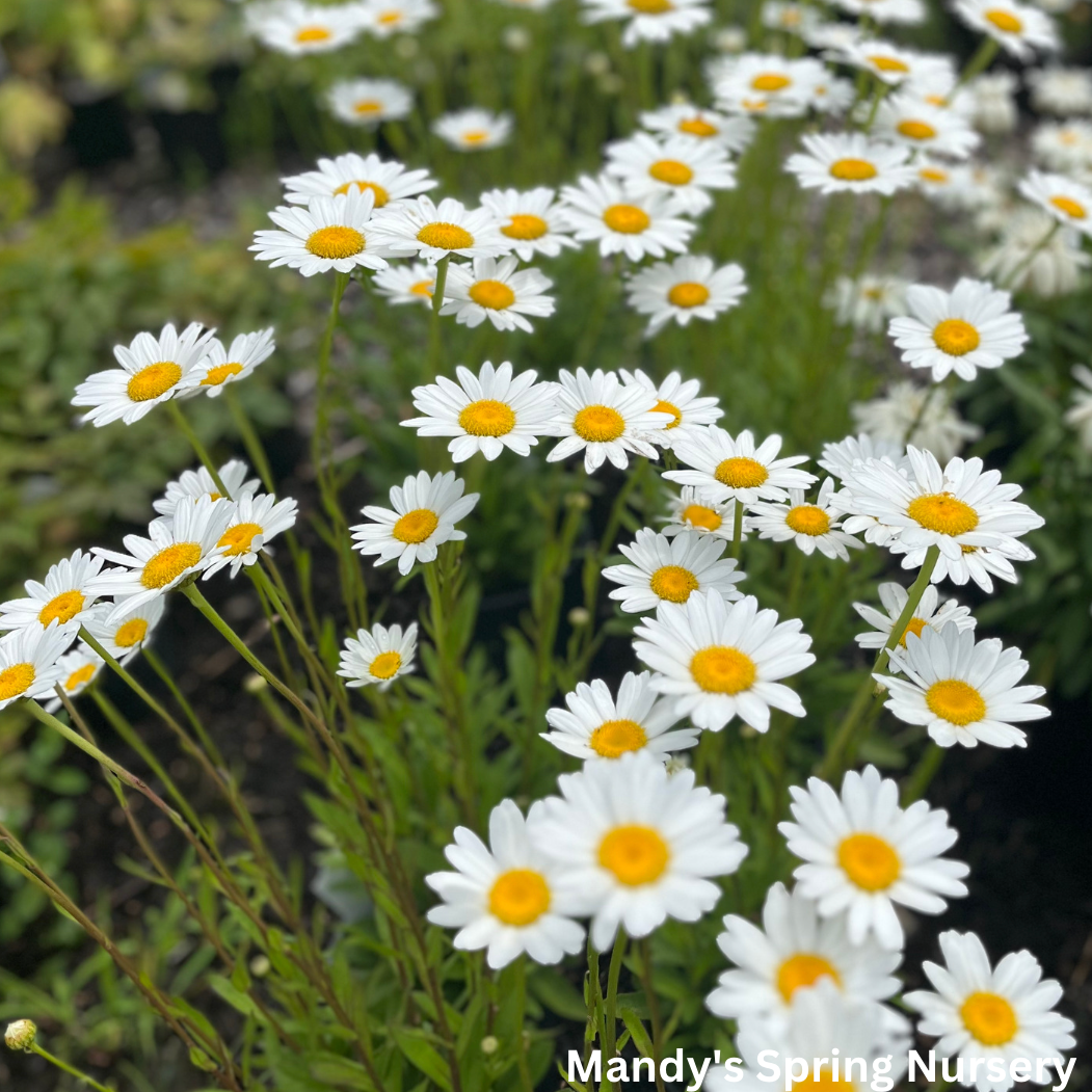 'Becky' Shasta Daisy | Leucanthemum superbum